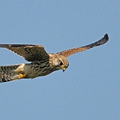 Eurasian Kestrel  "Falco tinnunculus"